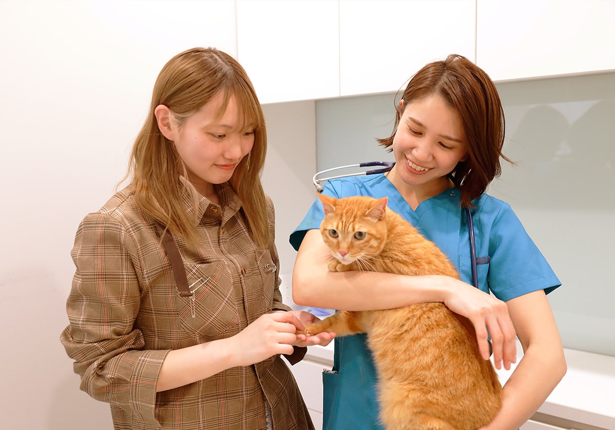 FIP治療後に猫と飼い主をサポートする獣医師