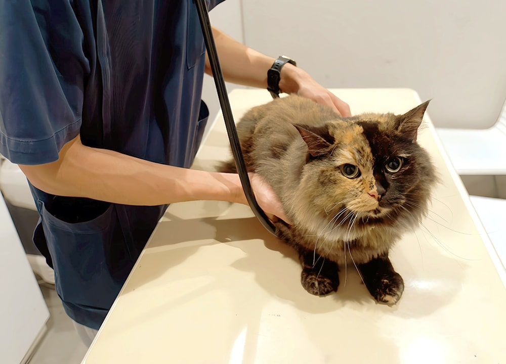 定期検診の様子